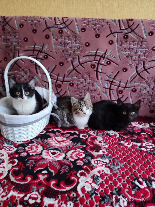 Віддам кошенят, котят