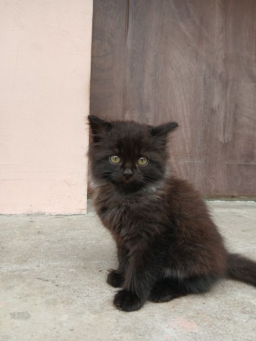 Продається котик