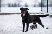 Fado w typie labradora do adopcji!