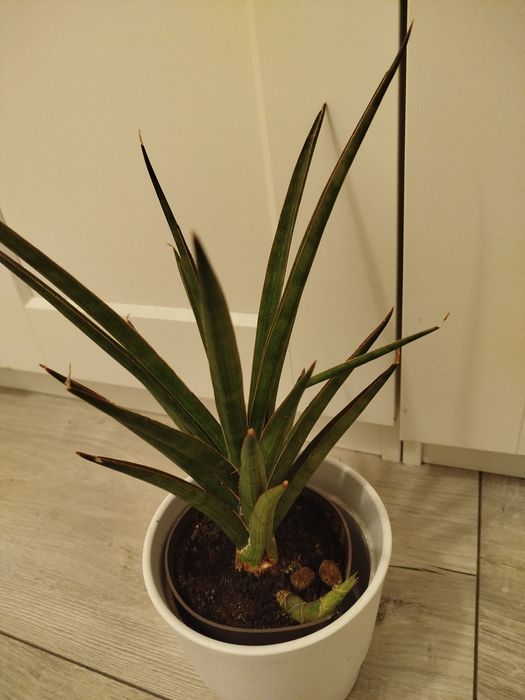 Sanseviera francisii spikey