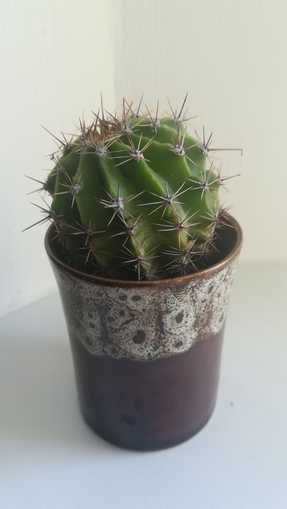 Kaktus-kwiatek doniczkowy