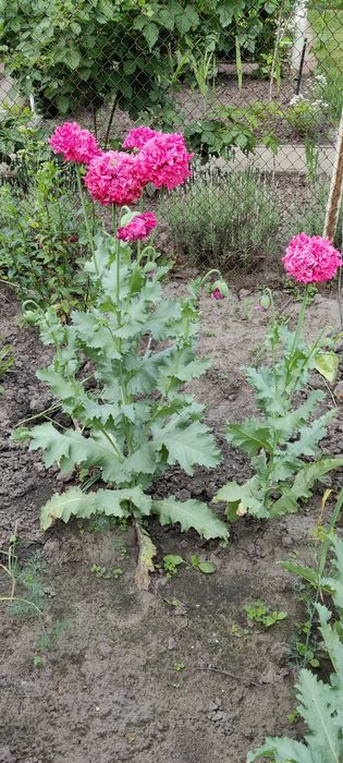 Маргаритки, розові з різними відтінками