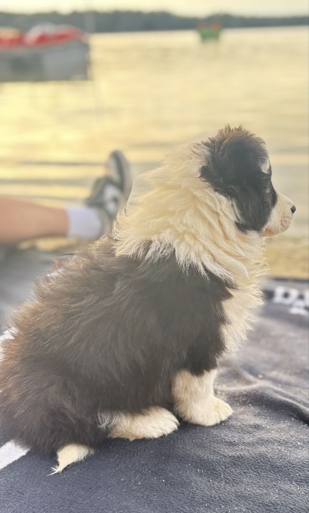 Border collie - szczenię z rodowodem