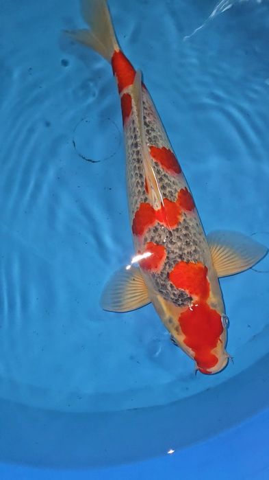 Carpa Koi - Goshiki - Sansai 48-50cm