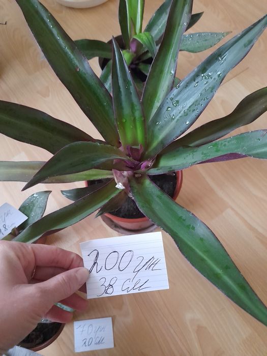 Продам вазони рео( традесканція покривальчата)