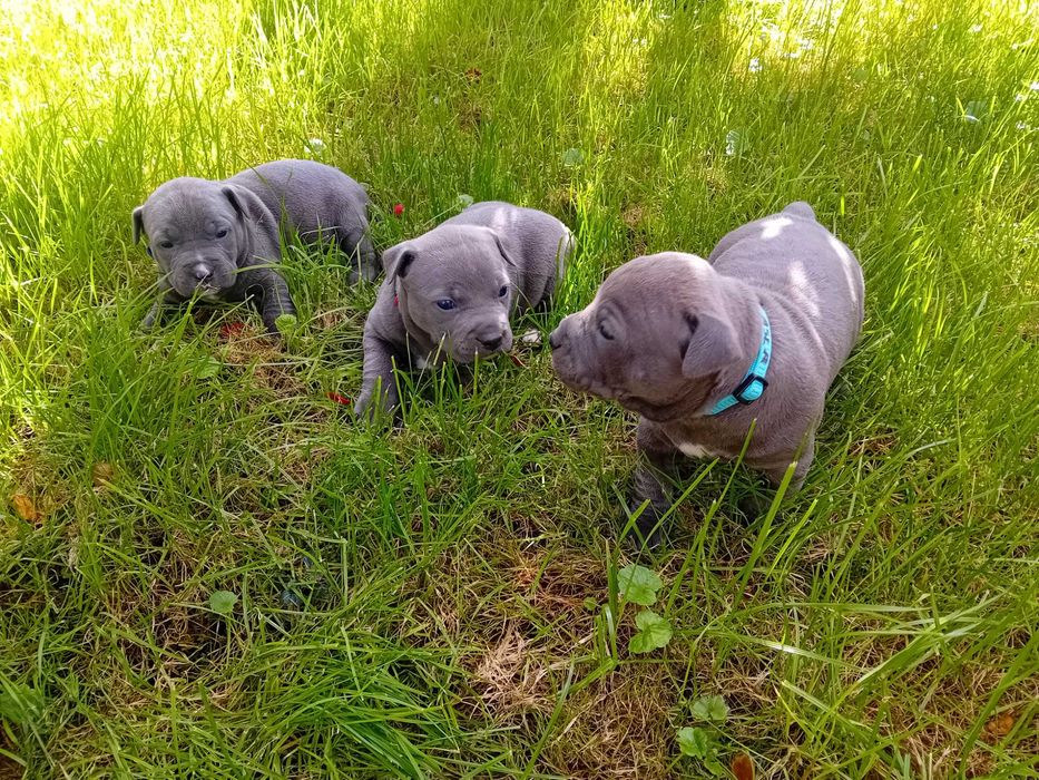American Staffordshire
