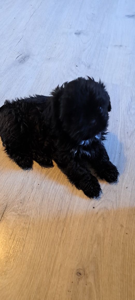 Śliczny piesek shih tzu miniaturka