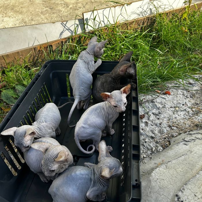 Шукаємо люблячих господарів для донських сфінксів!