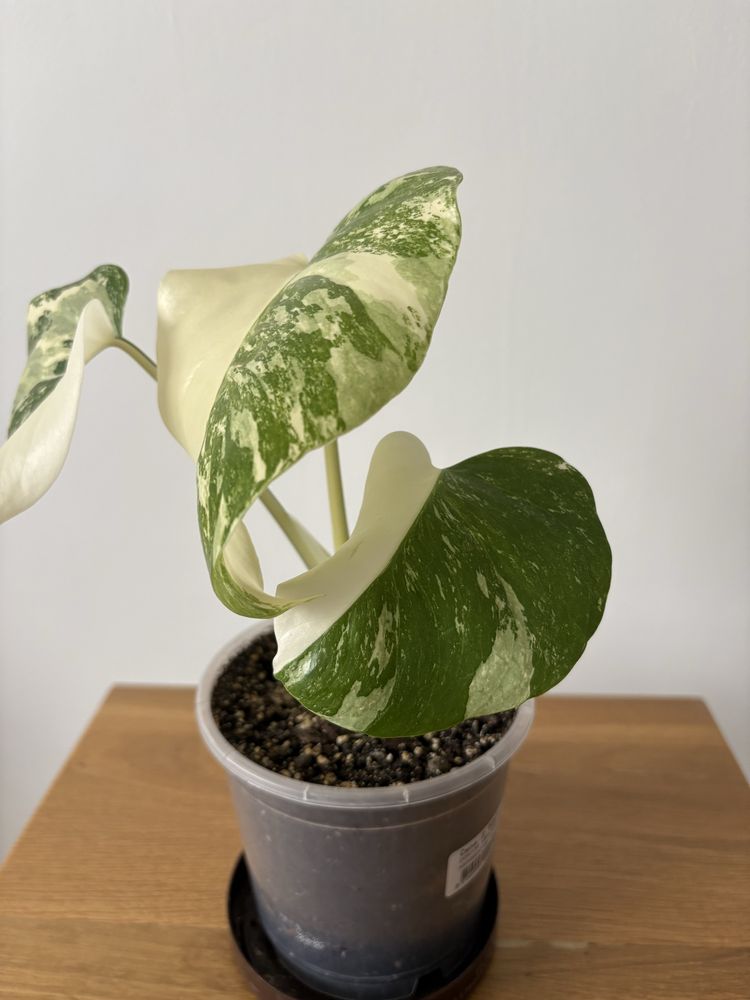 Monstera variegata half moon