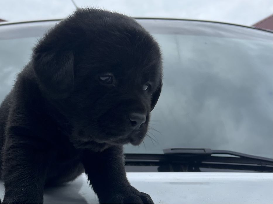 Доросла дівчинка чорного лабрадора