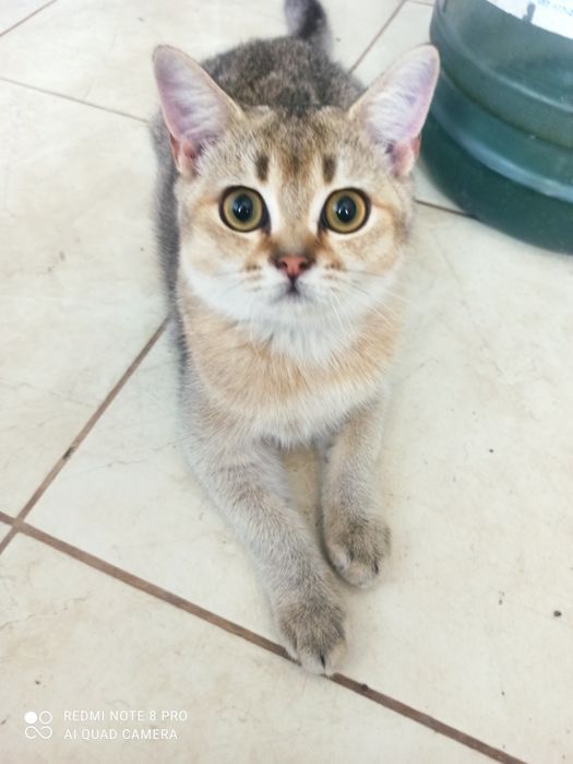 Котята ...два мальчика  шотландцы
