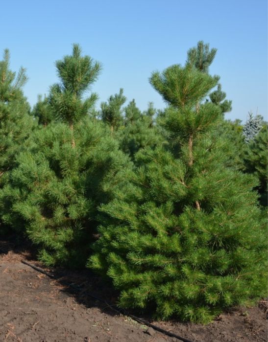 Новогодняя сосна / Одесса