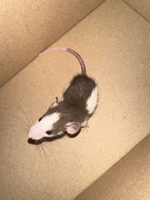 Декоративні щурики, дамбо