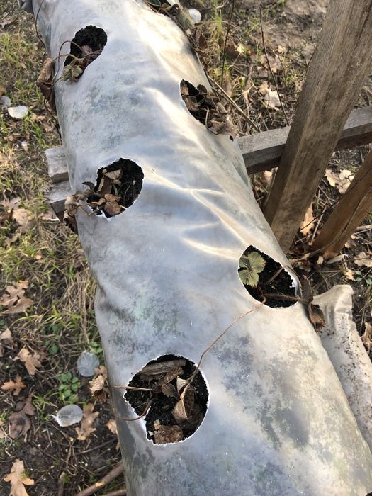 Плівка, рулон, рукав