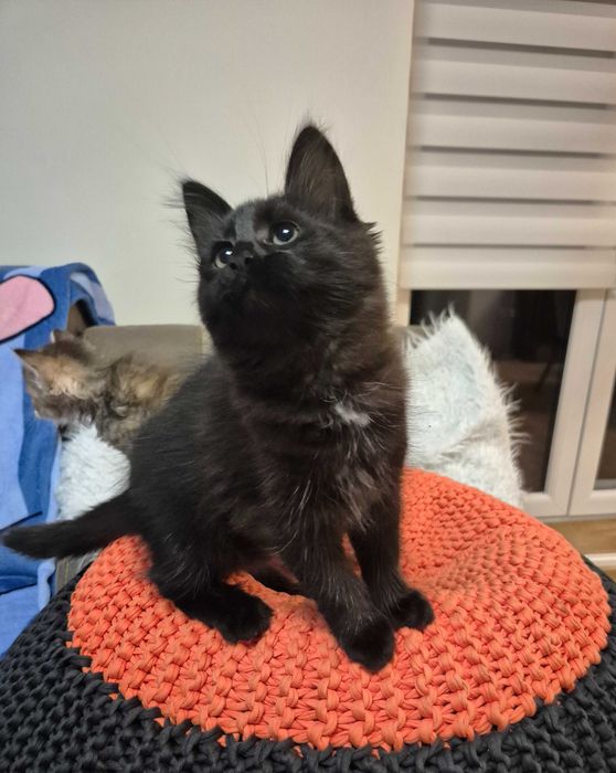 OSTATNI Czarny Syberyjski Kocurek rodowód FPL