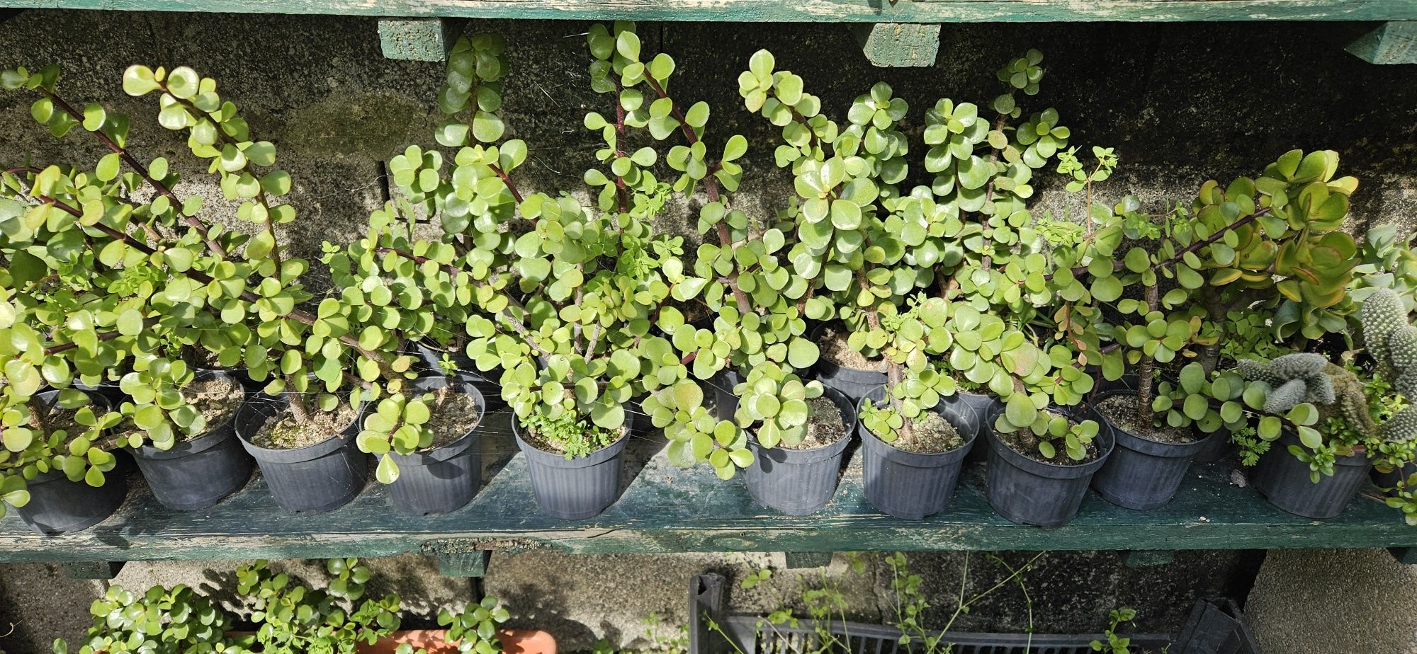 Suculentas e cactos