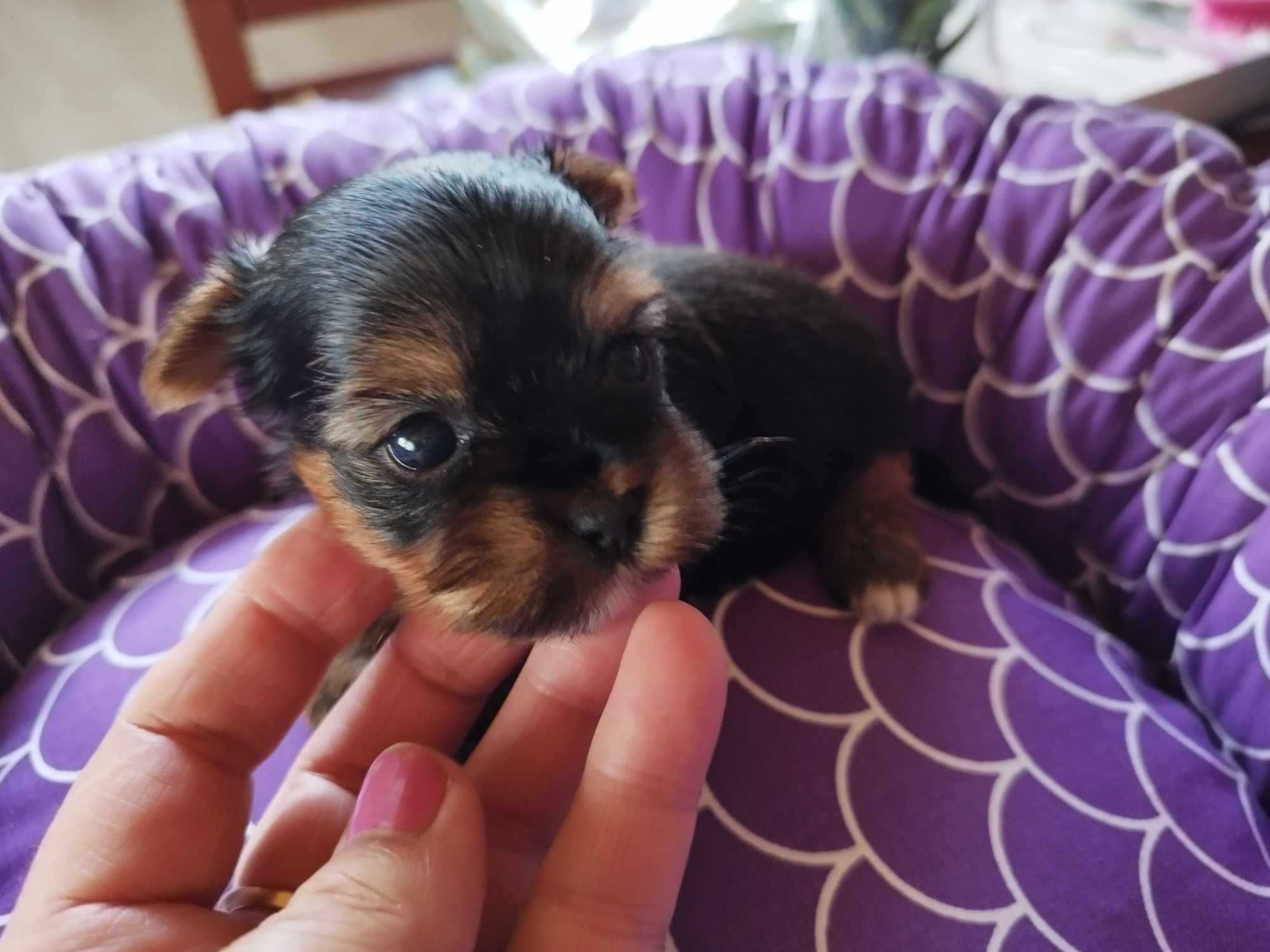 *** Yorkshire Terrier Śliczna Mini Dziewczynka Black Tan ***