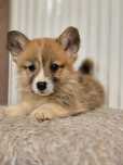 Welsh Corgi Pembroke piesek szczeniak metryka szczenięta