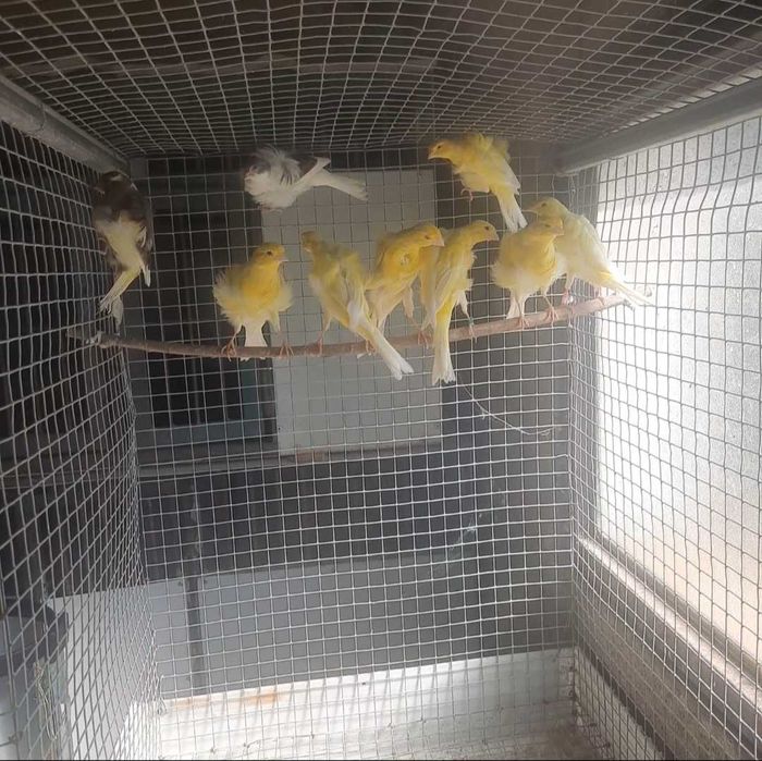 Canarios frisados do sul