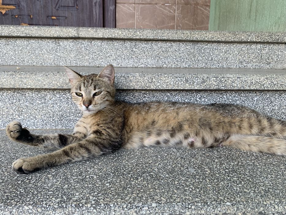 Отдам в хорошие руки стерилизованную кошку с котёнком