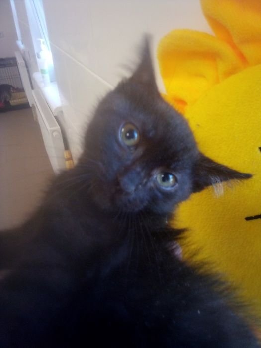 Кошенята з притулку, в добрі руки, киця, котик, хлопчик, дівчинка