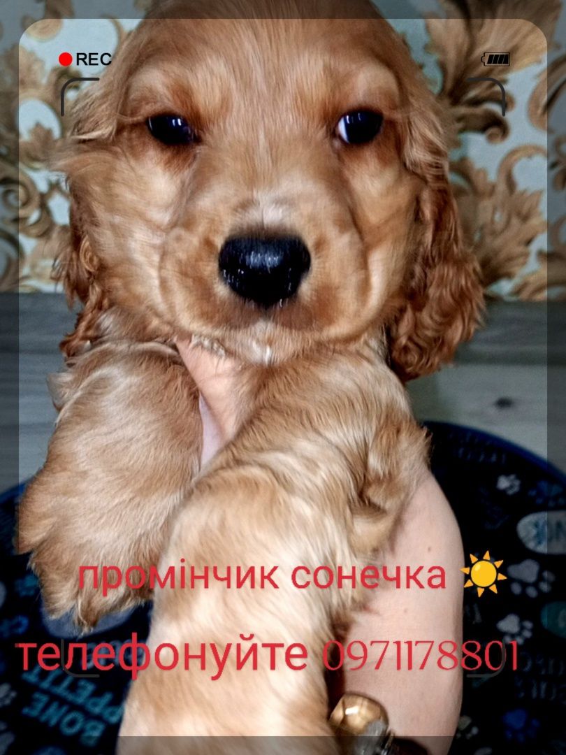 Телефонуйте та забирайте до родини, англійського кокер-спанієля
