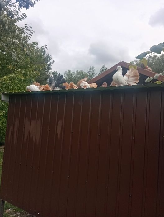 Pawiki Mielec gołebie ozdobne