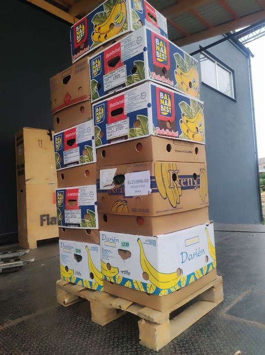 Хризантема мультифлора