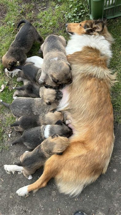 Słodziaki szukają domu