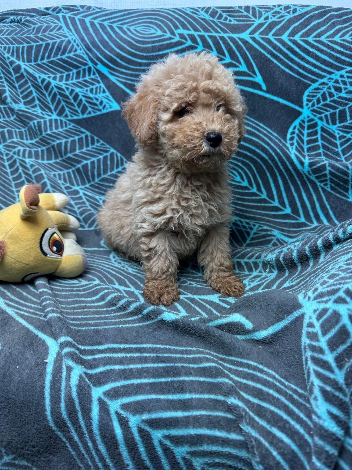 maltipoo szczeniak