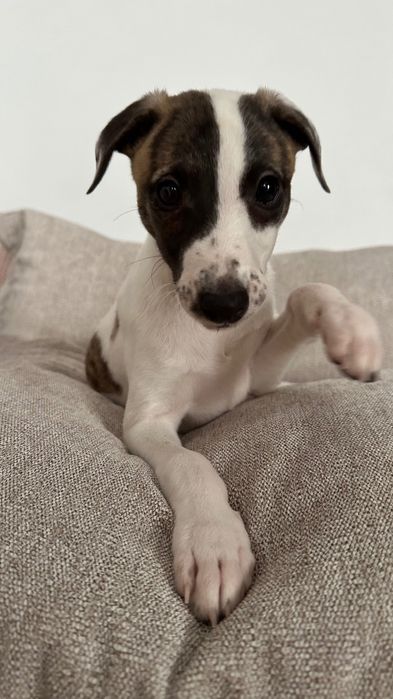 Chart Angielski Whippet