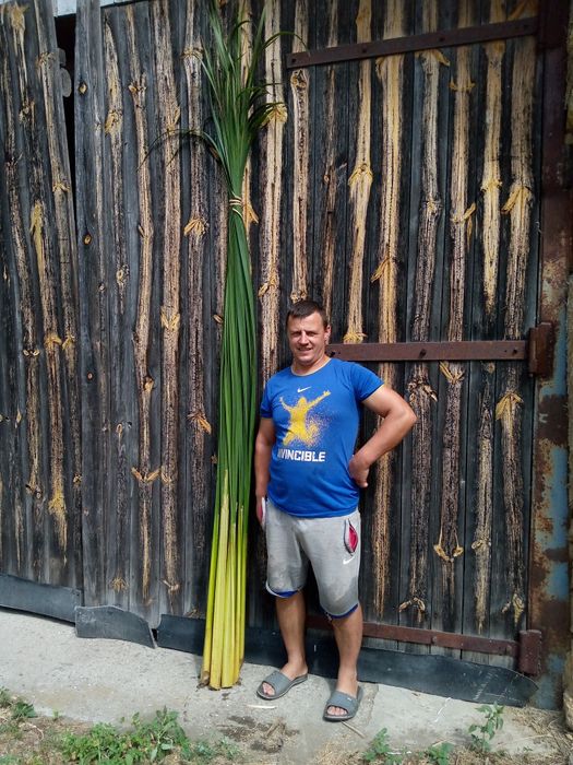 Продам рогоз цього річний є п'ядесят снопів