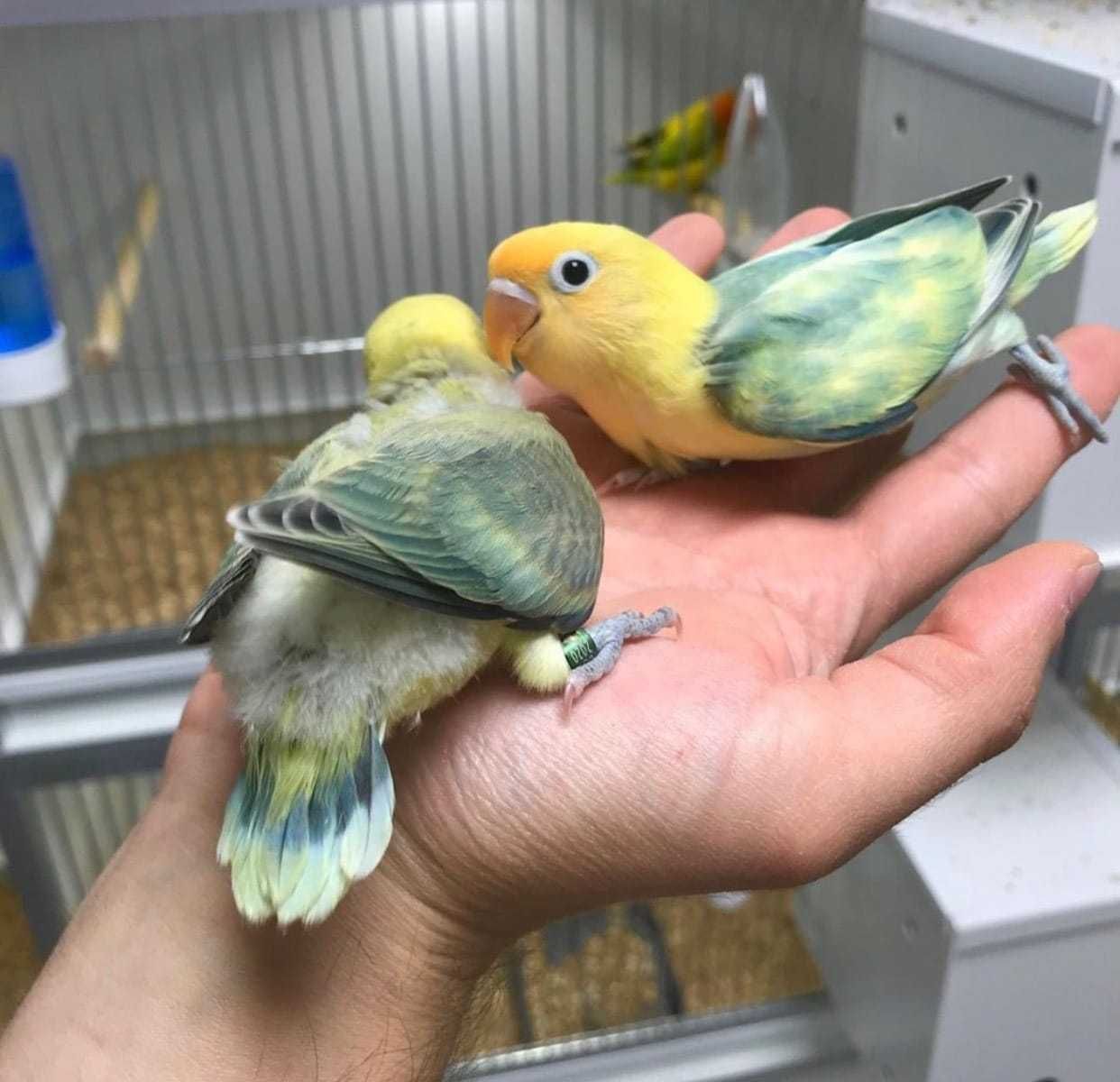 Ручные попугаи неразлучники