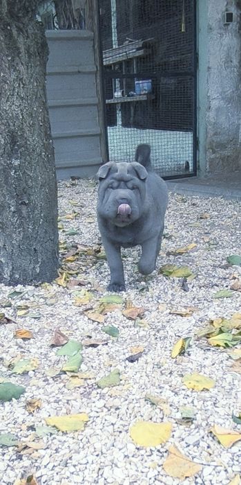 Shar pei fêmea... Sharpei Azul Cinza