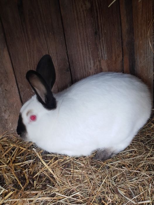 Sprzedam króliki kc samce