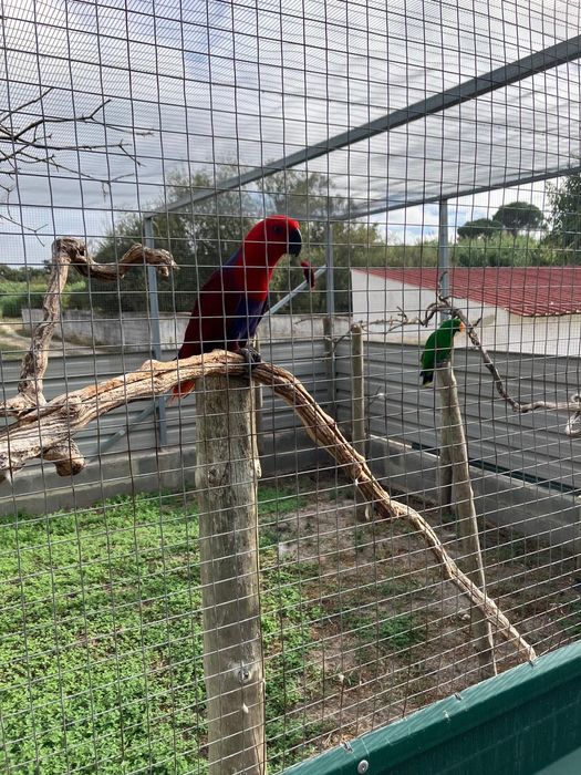 1 Casal de Ecletus + 1 Amazona Aestiva