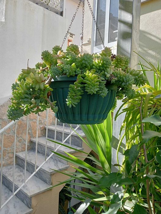 Planta natural, suculenta