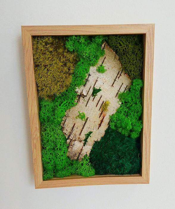 obrazy z mchu stabilizowanego mech chrobotek mech poduszkowy płaski