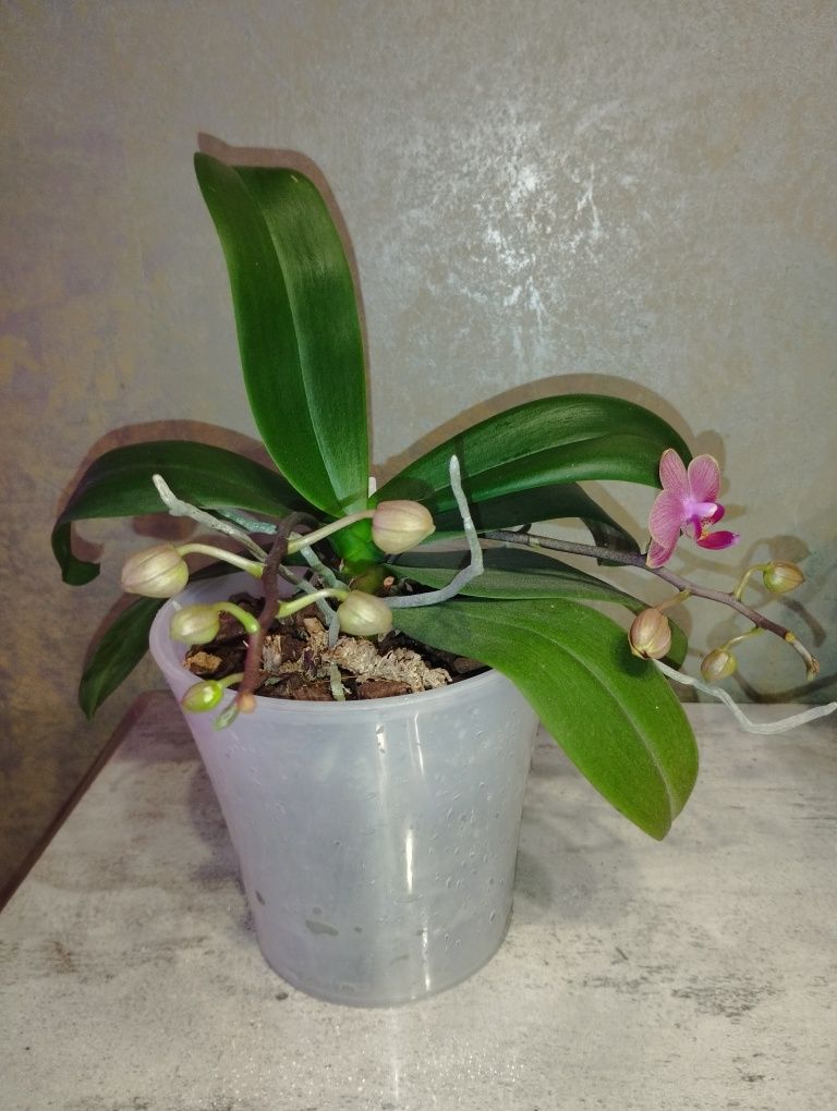 Продам орхидею миди