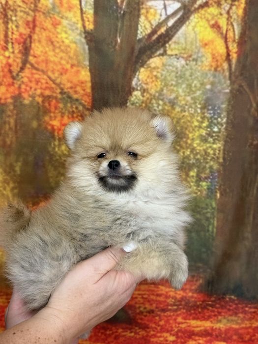 Мини шпиц, крошка на ладошку, беби фейс.