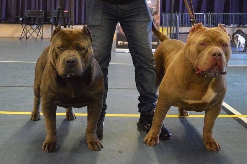 American Bully XL! Kolejne pokolenie po Grand Championach!