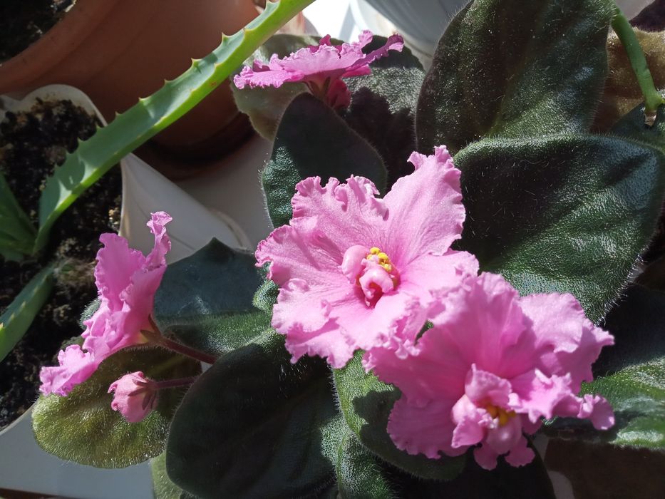 Продажа красивых фиалок