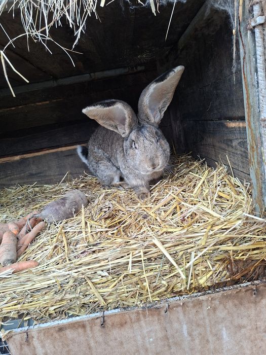 Króliki samiec belg i młode mieszańce