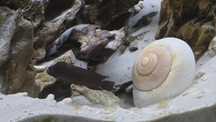 Telmatochromis temporalis shell-muszlowce Tanganika