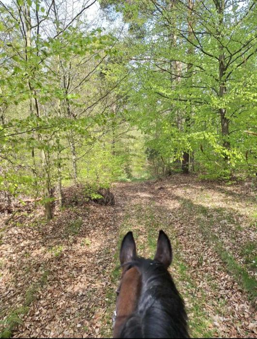 Siedlisko Drzewina - domek na wsi