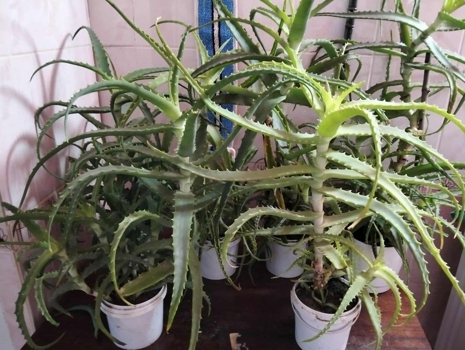 Алое лікувальний