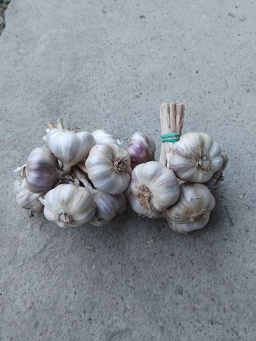 Polski czosnek harnaś