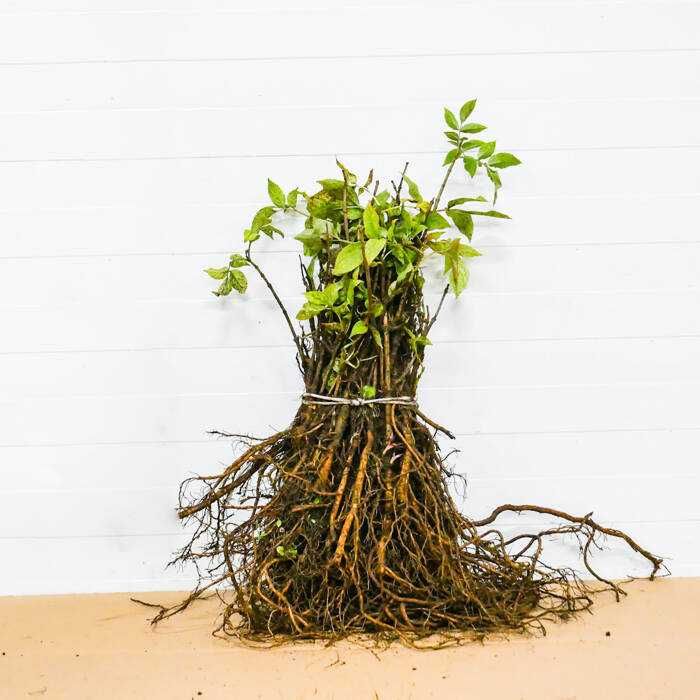 Bez Czarny Sadzonki Kopane Z Gruntu Duże Ilości goły korzeń