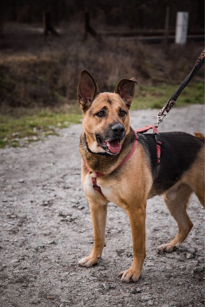 Lucky- większy, przyjazny pies do adopcji