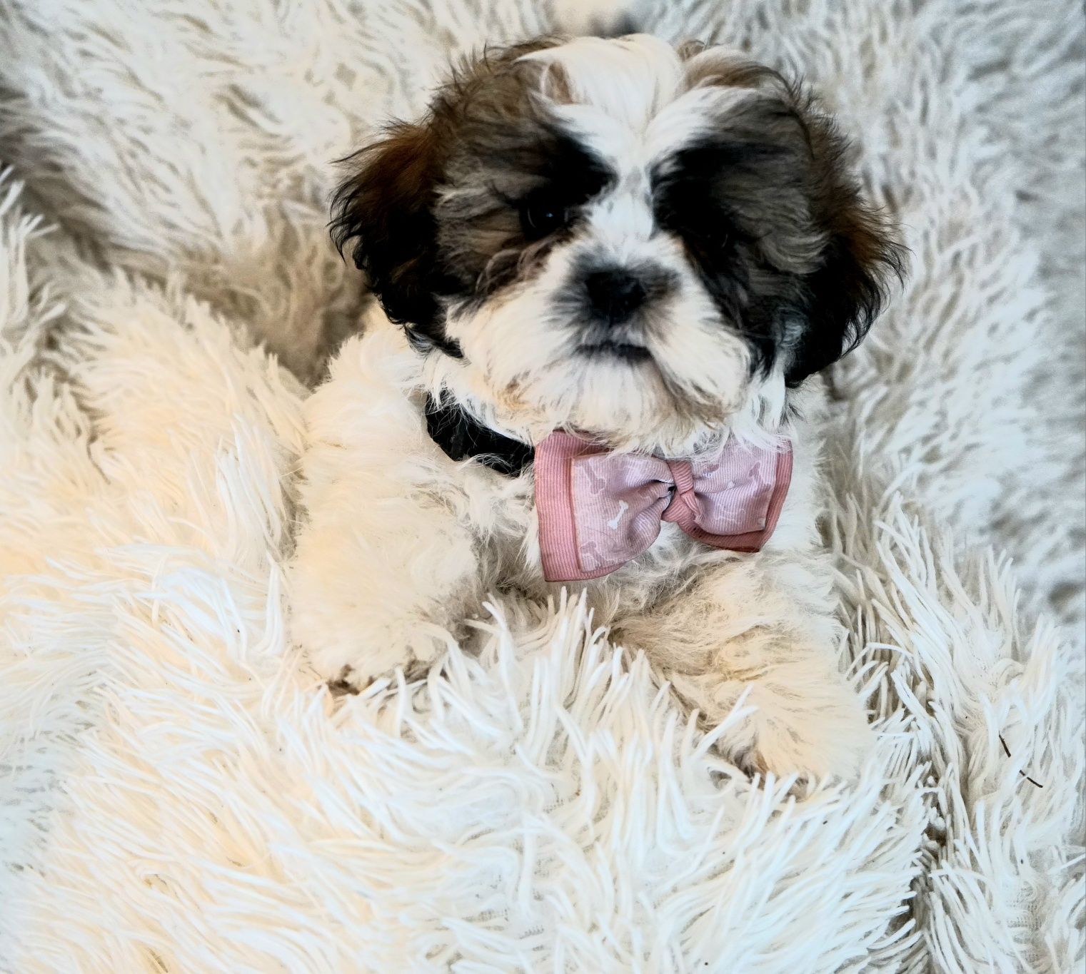 Shih-Tzu od zootechnika  i behawiorysty DNA